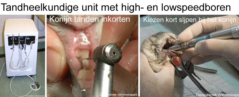 Met onze tandheelkundige unit kunnen we tandheelkundige behandleingen uitvoeren